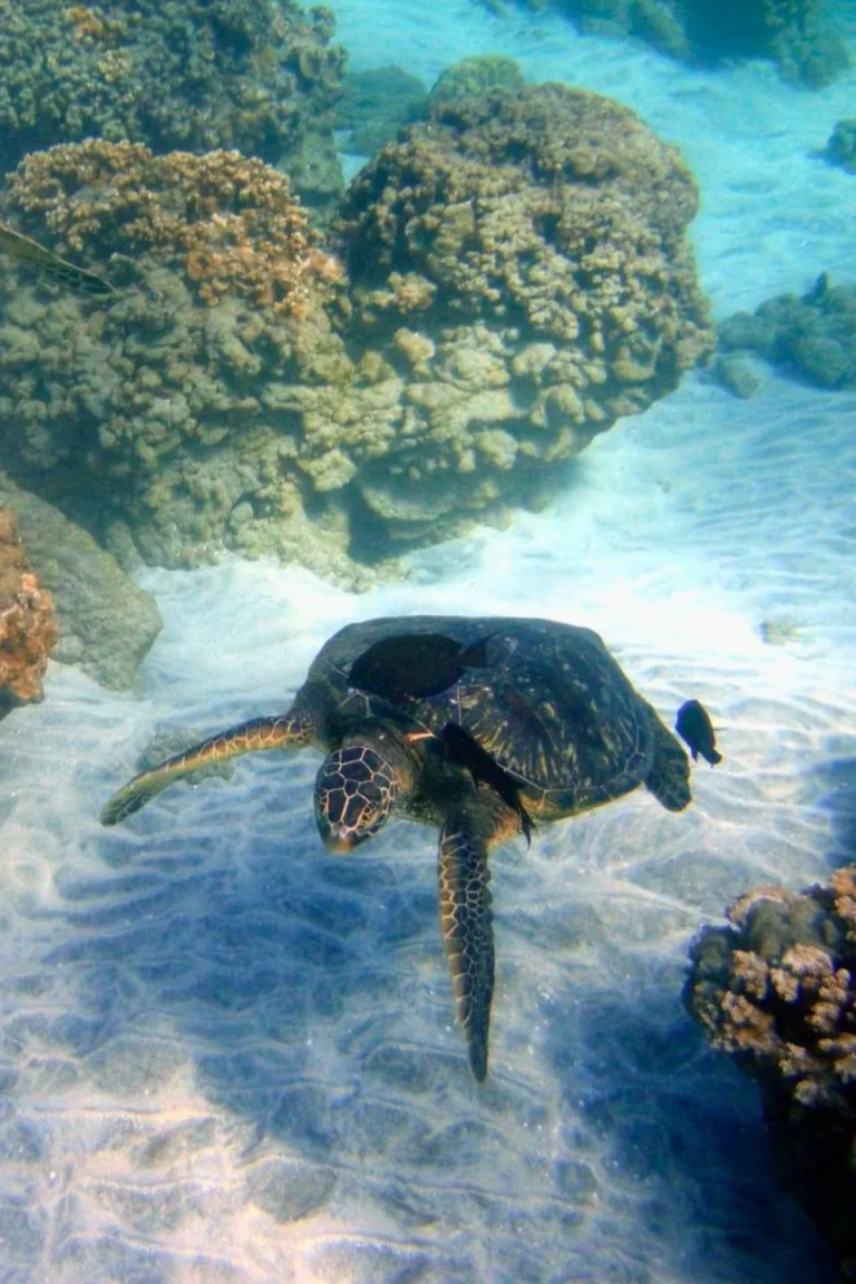 Underwater Turtle Shoreline Snorkel Tour