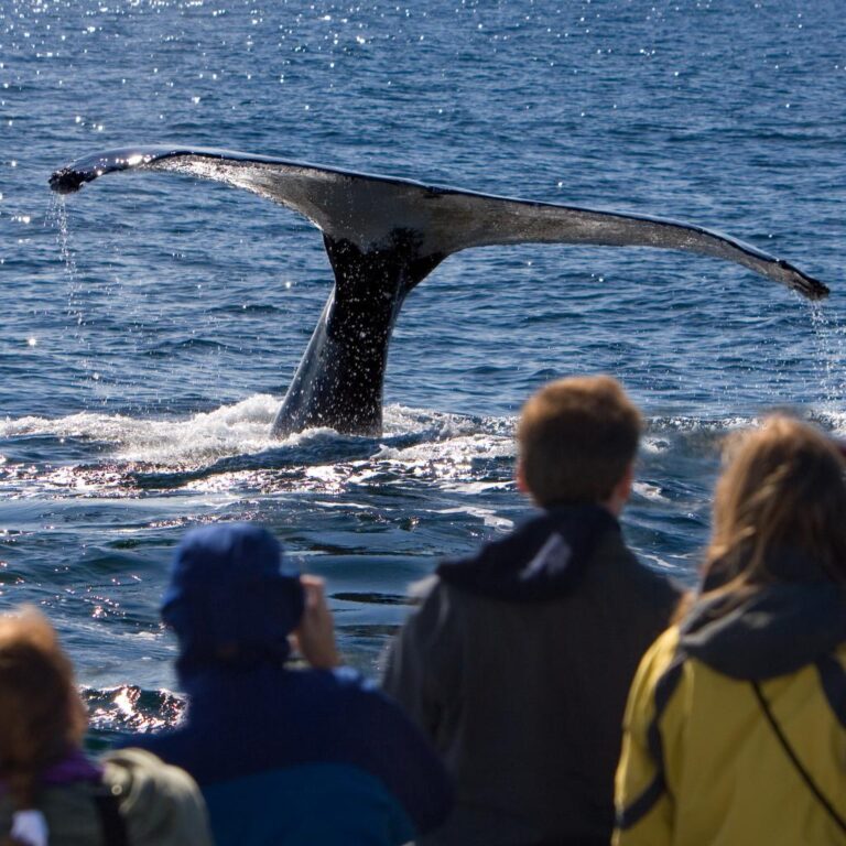 Whale Watch