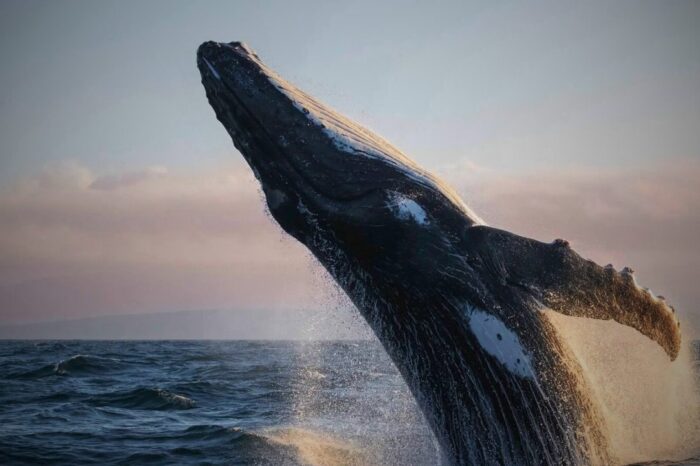 Kayak, Whale Watch and Snorkel in the Hawaiian Islands