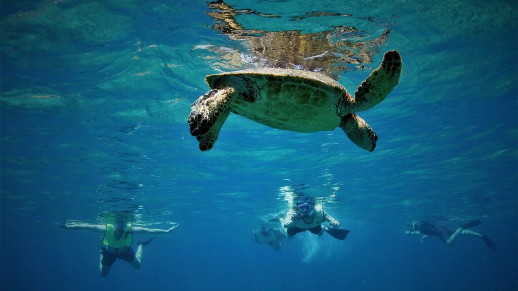 Shoreline Snorkeling in Maui