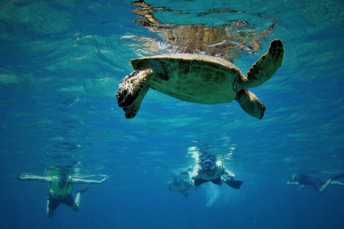 Shoreline Snorkel at Turtle Reef – Olowalu Beach