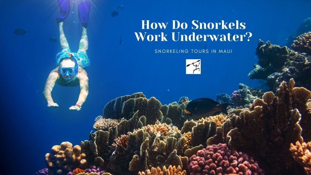 How Do Snorkels Work Underwater