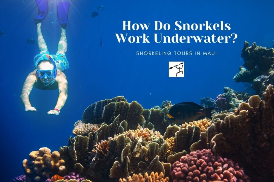 How Do Snorkels Work Underwater