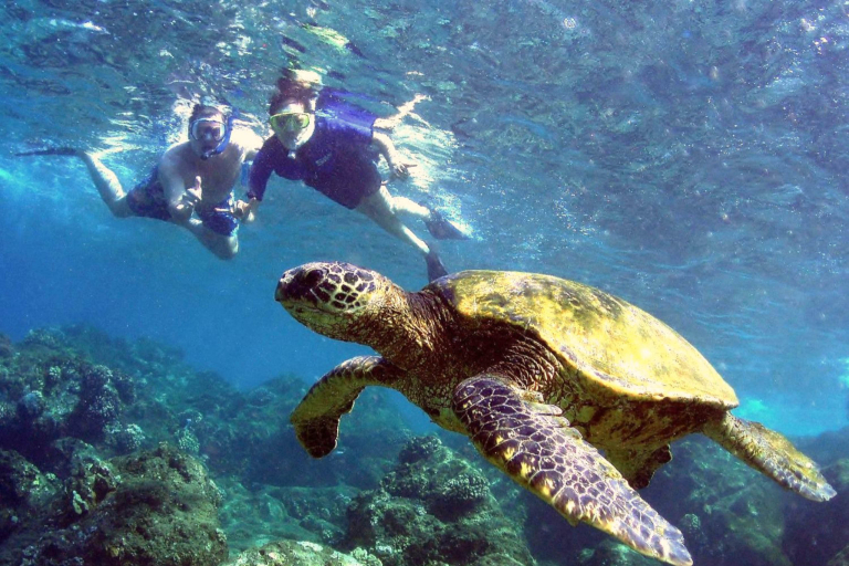 Olowalu best time to snorkel in maui