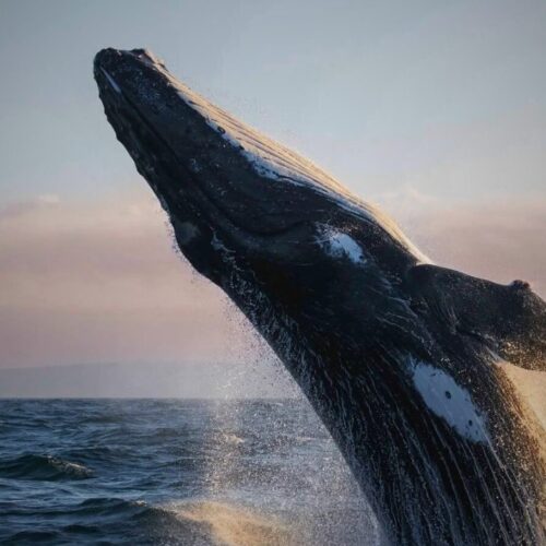 Humpback whale breaching off the coast of Maui during peak whale watching season, January through March