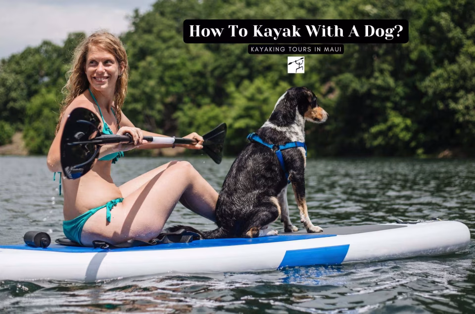 How To Kayak With A Dog