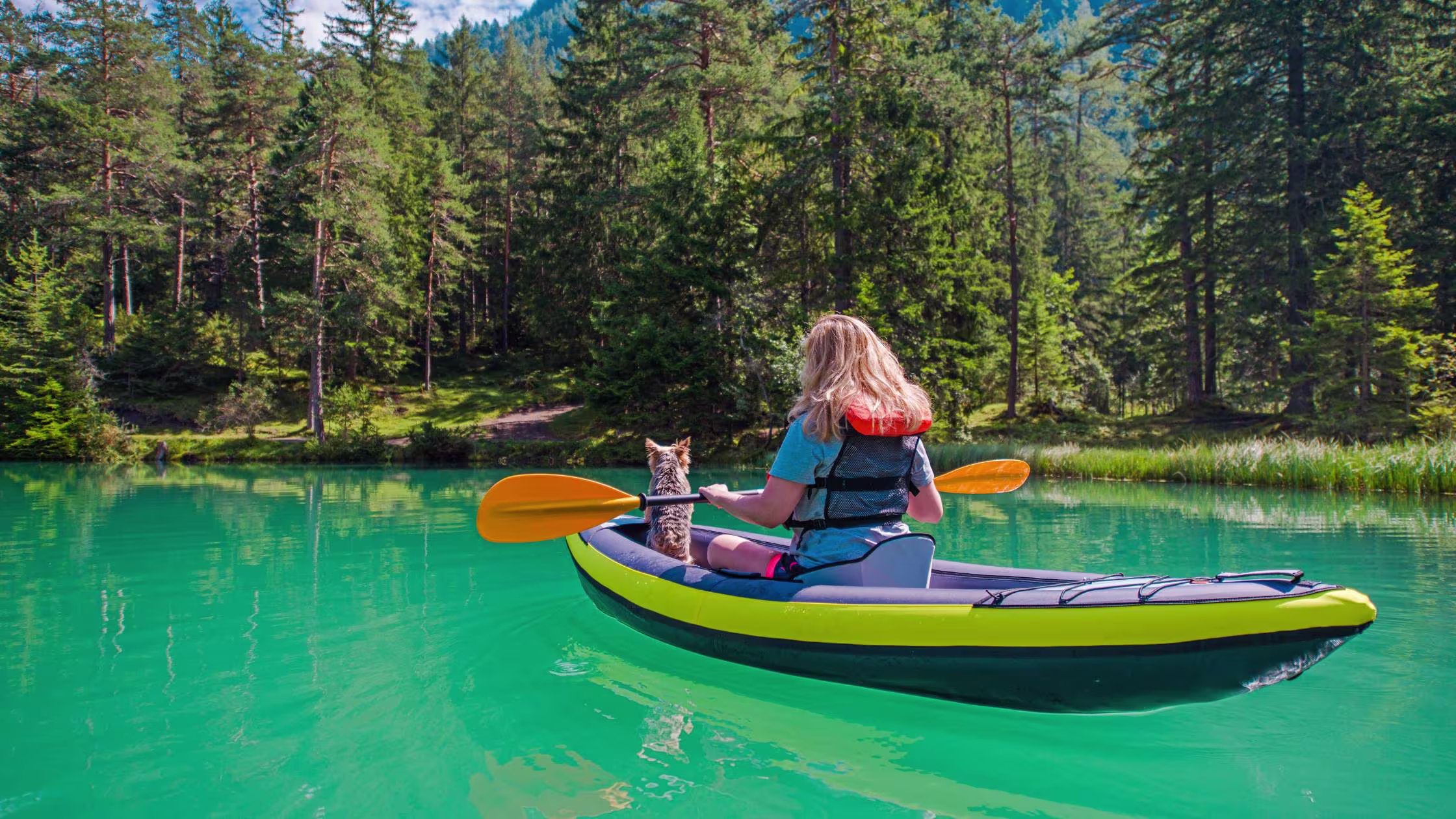 Dogs in Kayaks