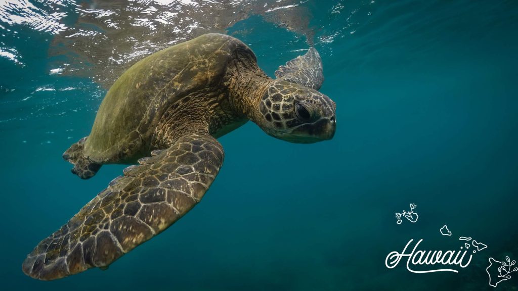 Best time to snorkel in maui