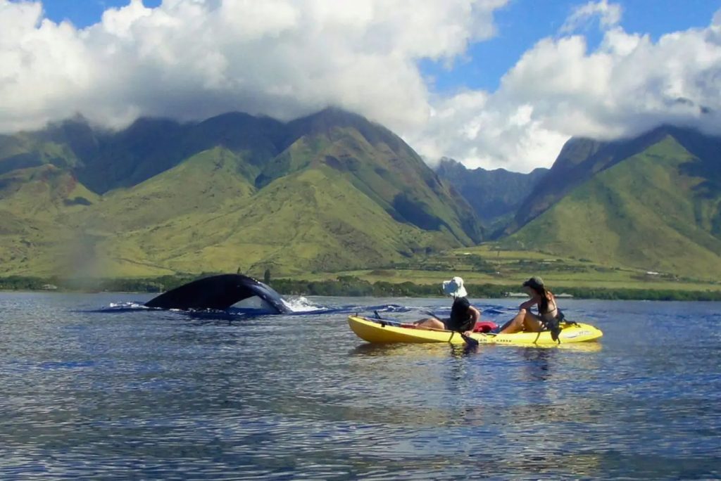 Couple kayaking in Maui during whale season with West Maui Mountains in background — Maui Adventure Tours