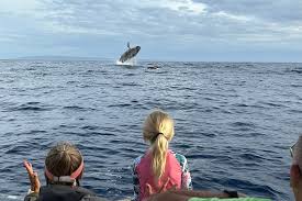 Family-friendly kayak whale watch tour in Maui — Maui Adventure Tours Kayak Co., ages 5 and up