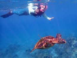 Snorkeler swimming alongside a green sea turtle at Turtle Reef, Olowalu Beach Maui