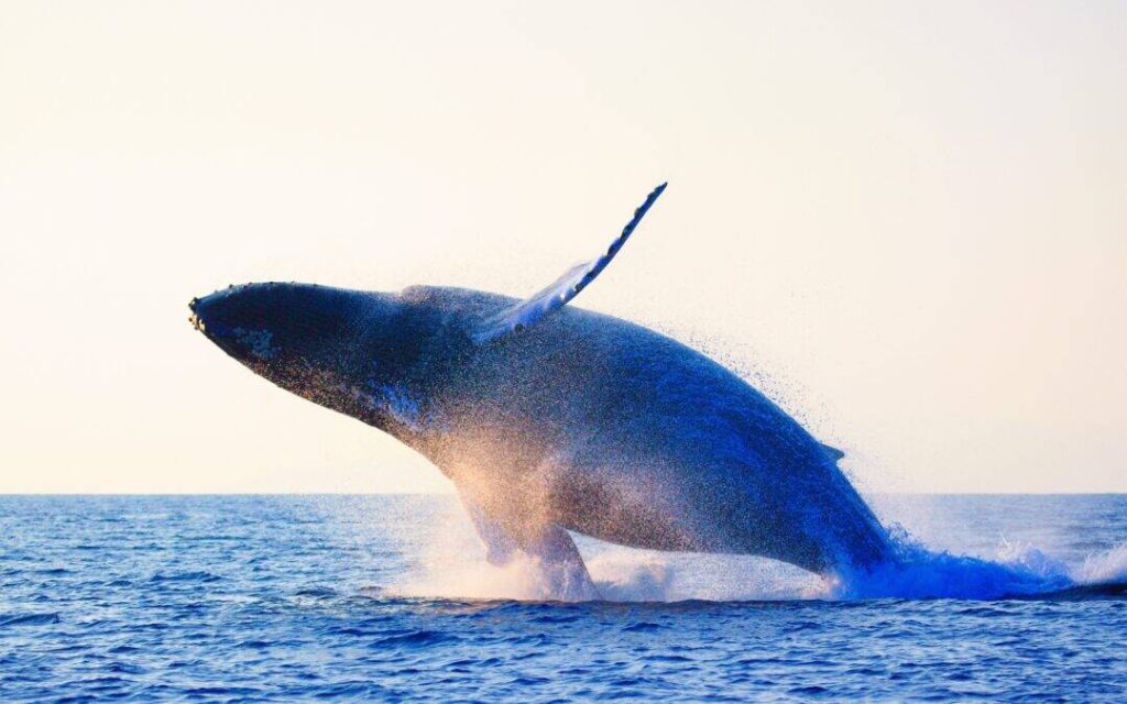 When do the whales leave maui