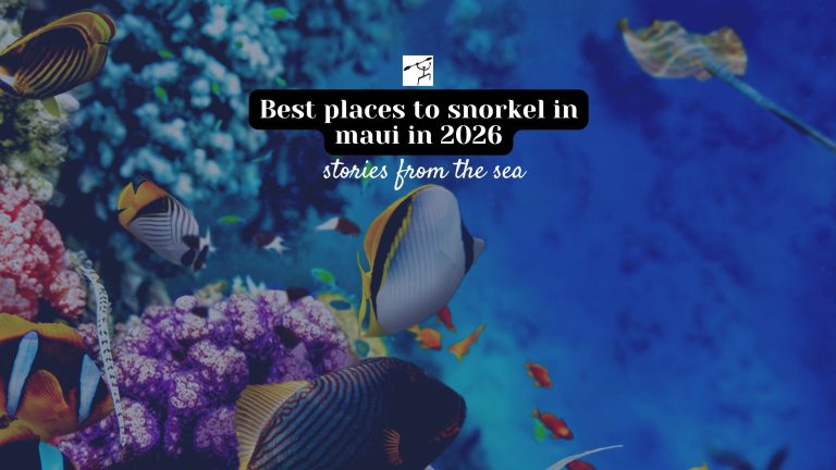 Best places to snorkel in maui in 2026