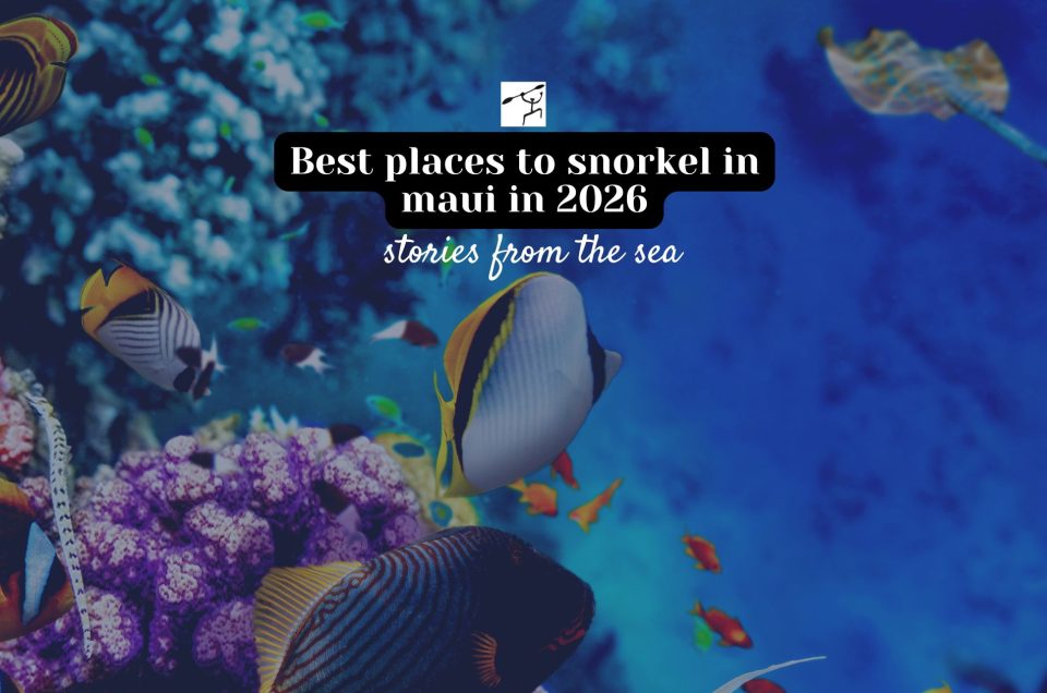 Best places to snorkel in maui in 2026