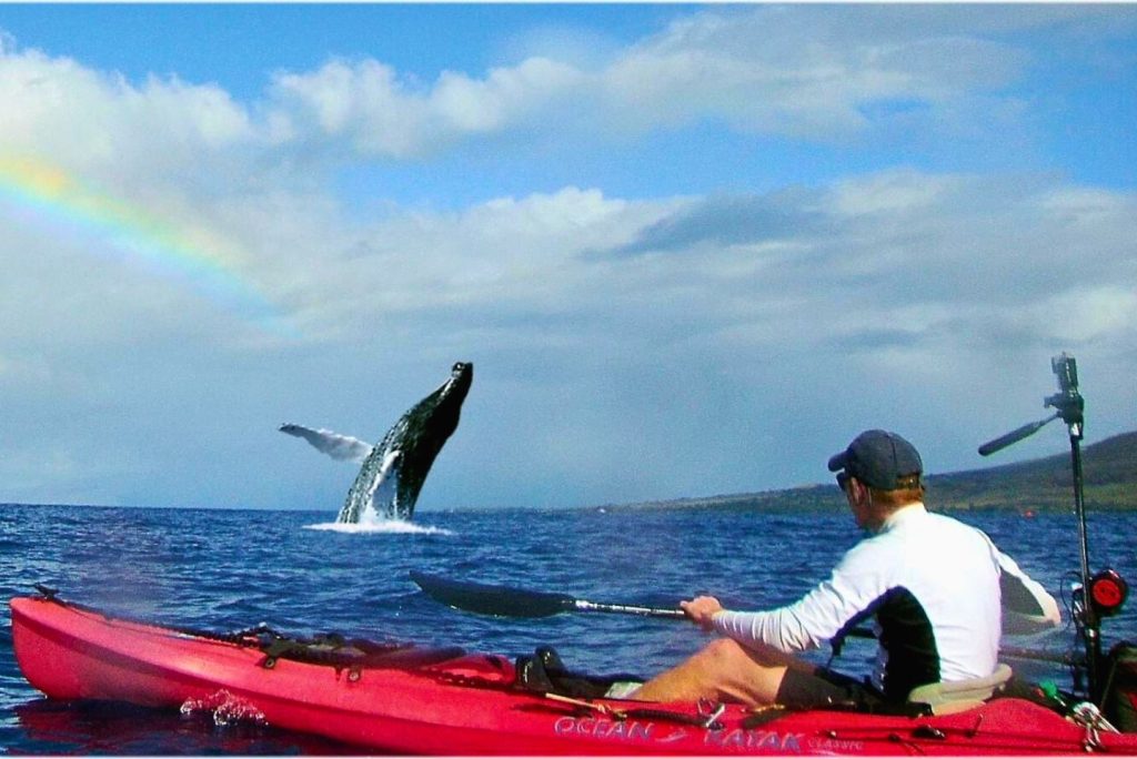 Maui whale watching tour with kayakers paddling near humpback whales in January — Maui Adventure Tours Kayak Co.