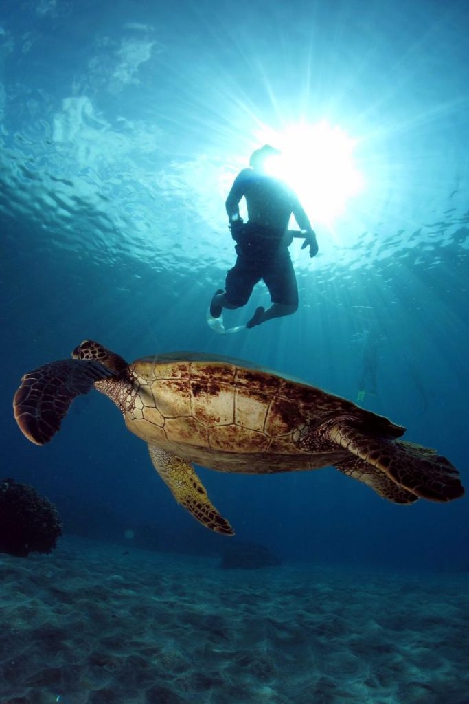 Sea turtle underwater at Olowalu Turtle Reef, West Maui – snorkeling on a 7-day Maui itinerary