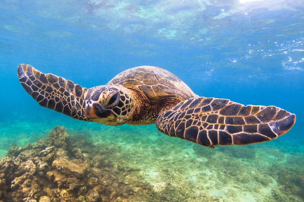 Turtle town maui