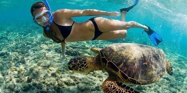 snorkeling with turtle in Olowalu