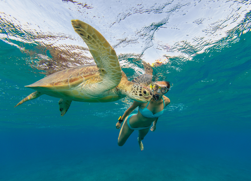 Snorkeling with turtle in Maluaka bay