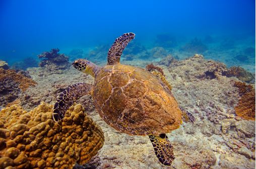 Sea Turtle Etiquette