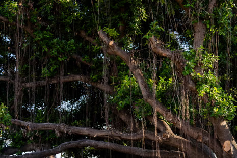 Lahaina Banyan Tree new leaf growth and recovery 2026 after wildfire