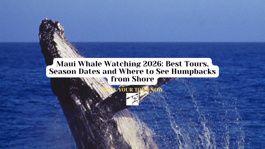 Maui Whale Watching in 2026 Best Tours, Season Dates and Where to See Humpbacks from Shore