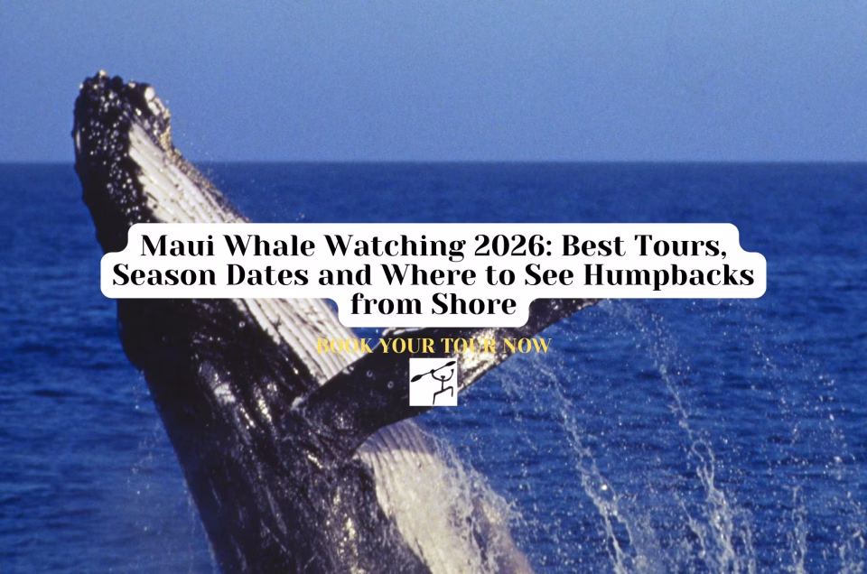 Maui Whale Watching in 2026 Best Tours, Season Dates and Where to See Humpbacks from Shore