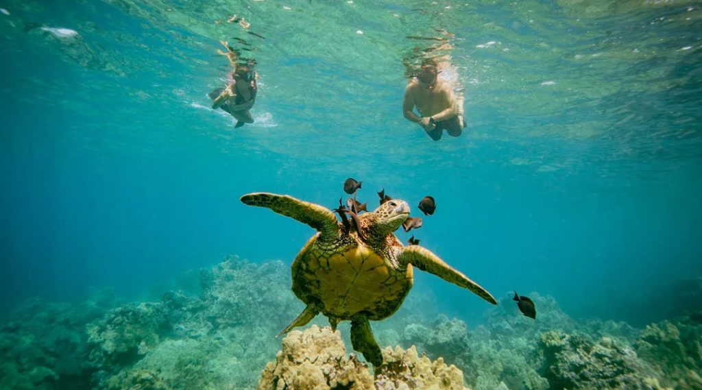 Snorkeling with sea turtles at Turtle Town Maui
