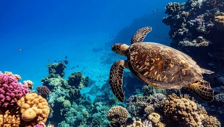 Green sea turtle swimming over coral reef at Molokini Crater Maui