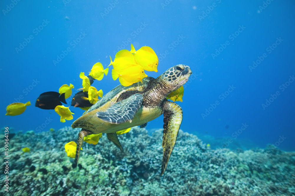 Hawaiian green sea turtle (Honu) at Olowalu's turtle cleaning station with yellow tang cleaner fish working on its shell, Olowalu Beach Maui