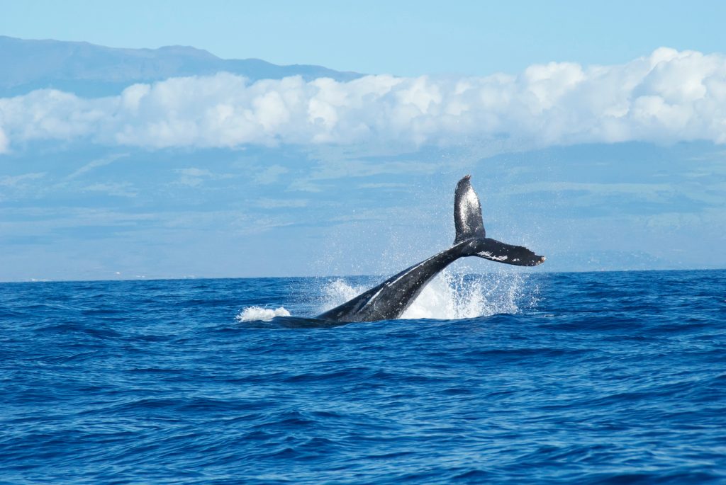 Humpback whale breaching in the Auau Channel off Olowalu Beach, West Maui, during whale season December through April